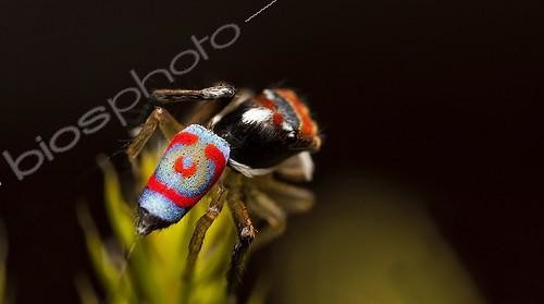 Biosphoto | 2036000 | Male Peacock Spider showing his colorful abdomen - Australia ; 	A shot of the rear of a Male Maratus splendens as it appears to be peeking around the brach it is on. The shot shows the intense colours and distinct pattern of this Peacock jumping spider. spider is around 3-4mm in size and has had its final moult so is in full display colours. | &copy; Adam Fletcher / Biosphoto