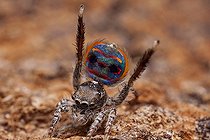 Biosphoto | 2036717 | Male peacock spider showing his colorful abdomen - Australia | &copy; Adam Fletcher / Biosphoto