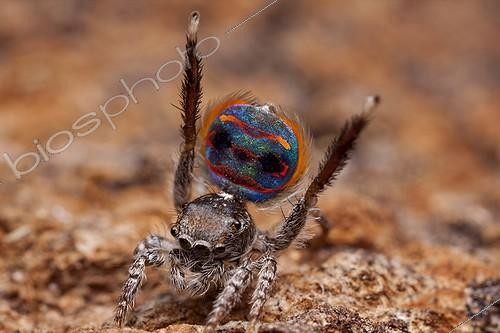 Biosphoto | 2036717 | Male peacock spider showing his colorful abdomen - Australia ; performing mating dance to a female spider. 3rd legs are raised in the air and rear flap on abdomen is opened and raised. Showing the brilliant patterns and colours. | &copy; Adam Fletcher / Biosphoto