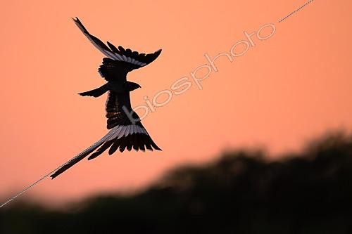Biosphoto | 2627946 | Male Pennant-winged Nightjar (Caprimulgus vexillarius) in flight at dusk, silhouetted against the warm evening sky, Kruger National Park, South Africa | &copy; Pablo Barrena / Biosphoto