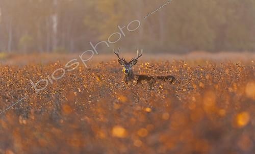 Biosphoto | 1464830 | Male red deer in a swamp at sunset Spain  | &copy; Juan-Carlos Muñoz / Biosphoto