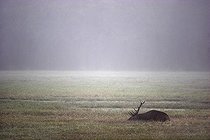 Biosphoto | 960060 | Male Red Deer lying in a square slab Centre France  | &copy; Patrick Glaume / Biosphoto