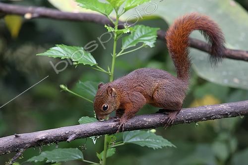 Biosphoto | 2619606 | Male Red-Tailed squirrel (Sciurus granatensis) walking on a branch. Choco Andino. Ecuador. South of America | &copy; Brigitte Marcon / Biosphoto