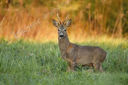 Biosphoto | 2001422 | Male Roedeer in tall grass - Alsace France  | &copy; Christophe Ravier / Biosphoto