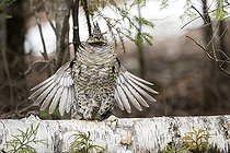 Biosphoto | 2559500 | Male ruffed grouse (Bonasa umbellus) drumming on a birch trunk to assert its territory. Territorial behaviour in spring and autumn. La Mauricie National Park. Province of Quebec. Canada | &copy; Philippe Henry / Biosphoto