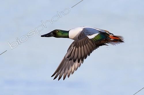 Biosphoto | 1984999 | Male Shoveler in flight in winter - GB | &copy; Frédéric Desmette / Biosphoto