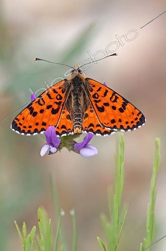 Biosphoto | 2582331 | Male Spotted Fritillary (Melitaea didyma) in the garrigue overlooking Lac d'Esparron, at Esparron-de-Verdon in early summer, in the Parc Naturel Régional du Verdon. France | &copy; Yves Noto Campanella / Biosphoto