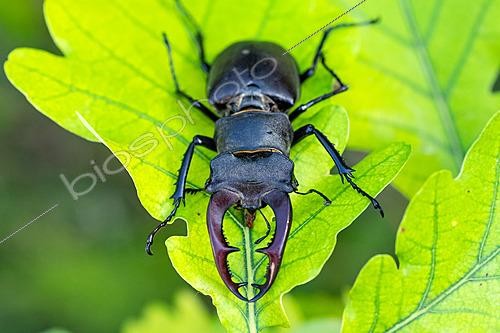Biosphoto | 2629085 | Male stag beetle (Lucanus cervus) on an oak leaf, Lorraine, France. | &copy; Stéphane Vitzthum / Biosphoto