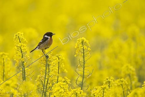 Biosphoto | 1900633 | Male Stonechat perched on rape seed flower at spring GB | &copy; Frédéric Desmette / Biosphoto