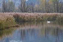 Biosphoto | 1249160 | Male swan swimming in a pond in autumn France | &copy; Pascal Pittorino / Biosphoto