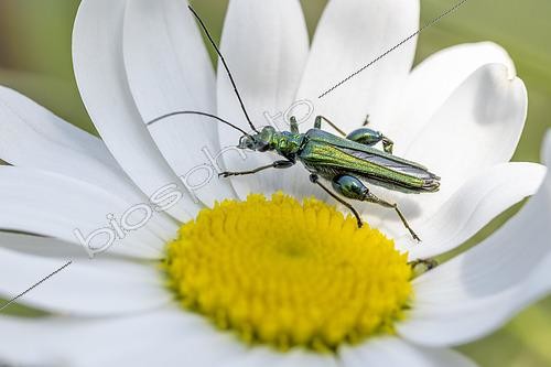 Biosphoto | 2561455 | Male Thick-legged flower beetle (Oedemera nobilis) on Ox-eye daisy (Leucanthemum vulgare), Loire-Atlantique, France | &copy; Marie Aymerez / Biosphoto