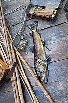 Biosphoto | 1254315 | Male wild brown trout and fishing equipment Frannce | &copy; Bruno Mathieu / Biosphoto