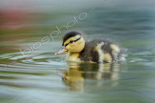 Biosphoto | 2403004 | Mallard (Anas platyrhynchos) duckling swimming on a lake, Hamburg, Germany, Europe | &copy; Rainer Herzog / imageBROKER / Biosphoto