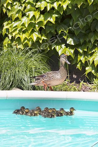 Biosphoto | 2071988 | Mallard (Anas platyrhynchos) , first bath newborn ducklings hatched in vegetation bordering a private pool, Mulhouse, France. | &copy; Thiebaud Gontard / Biosphoto