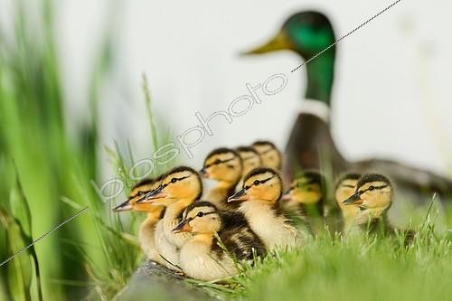 Biosphoto | 2403005 | Mallard (Anas platyrhynchos), group of ducklings with drake at back, Hamburg, Germany, Europe | &copy; Rainer Herzog / imageBROKER / Biosphoto