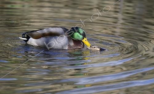 Biosphoto | 2069453 | Mallard (Anas platyrhynchos) mating in water, Northern Vosges Regional Nature Park, France | &copy; Michel Rauch / Biosphoto