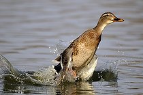 Biosphoto | 1252555 | Mallard Duck flying surface water France  | &copy; Thierry Van Baelinghem / Biosphoto