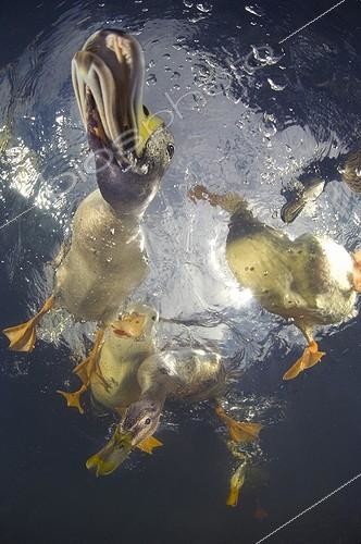 Biosphoto | 1988321 | Mallards on the surface - New Zealand | &copy; Tobias Bernhard Raff / Biosphoto