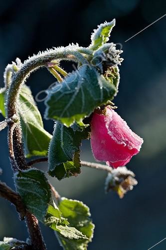 Biosphoto | 696938 | Mallow frosted flower garden in winter Provence | &copy; Philippe Giraud / Biosphoto