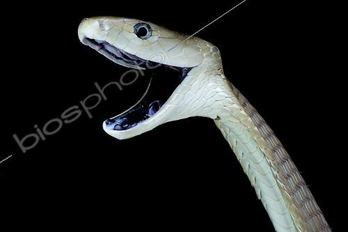 Biosphoto | 2064169 | Mamba noir (Dendroaspis polylepis), Ouganda | &copy; Matthijs Kuijpers / Biosphoto