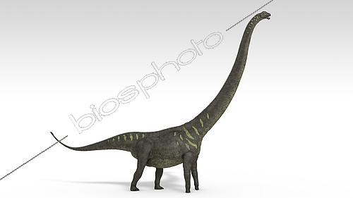 Biosphoto | 2477229 | Mamenchisaurus dinosaur, white background. | &copy; Kostyantyn Ivanyshen / Stocktrek Images / Biosphoto