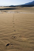 Biosphoto | 1249459 | Mammal's tracks Mesquite Sand Dune Death Valley NP USA | &copy; Daniel Heuclin / Biosphoto