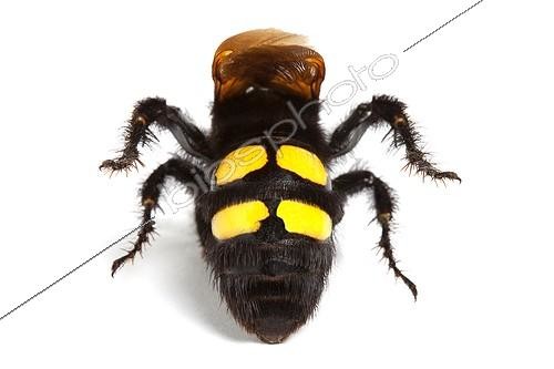 Biosphoto | 1924829 | Mammoth Wasp on white background | &copy; Michel Gunther / Biosphoto