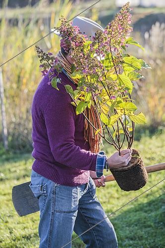 Biosphoto | 2435541 | Man going to plant a panicle Hydrangea (Hydrangea paniculata) in autumn | &copy; Jean-Michel Groult / Biosphoto