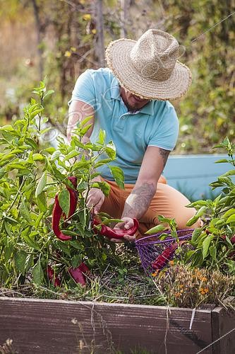 Biosphoto | 2458820 | Man harvesting bull horn peppers in summer. | &copy; Jean-Michel Groult / Biosphoto