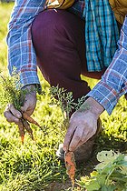 Biosphoto | 2460156 | Man harvesting young carrots in early time | &copy; Jean-Michel Groult / Biosphoto