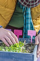 Biosphoto | 2452373 | Man inspecting seedlings sown in boxes, under cover. | &copy; Jean-Michel Groult / Biosphoto