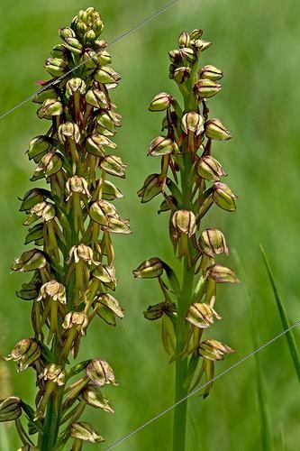 Biosphoto | 1513349 | Man orchid in bloom | &copy; Antoni Agelet / Biosphoto