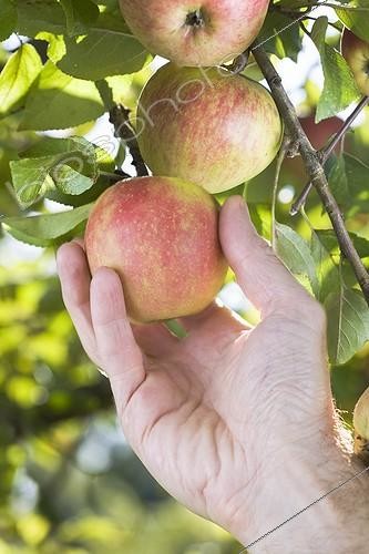 Biosphoto | 898921 | Man picking an apple 'Reine des Reinette' France  | &copy; Frédérique Bidault / Biosphoto