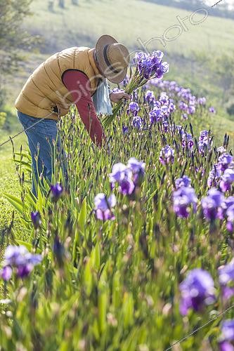 Biosphoto | 2546634 | Man picking bearded irises in the garden in April. | &copy; Jean-Michel Groult / Biosphoto