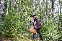 Biosphoto | 1254294 | Man picking mushrooms in the undergrowth France | &copy; Bruno Mathieu / Biosphoto