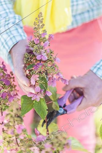 Biosphoto | 2489519 | Man pruning a Hydrangea paniculata ' Phantom' at the end of the season, in November. The old panicles are unsightly in winter. | &copy; Jean-Michel Groult / Biosphoto