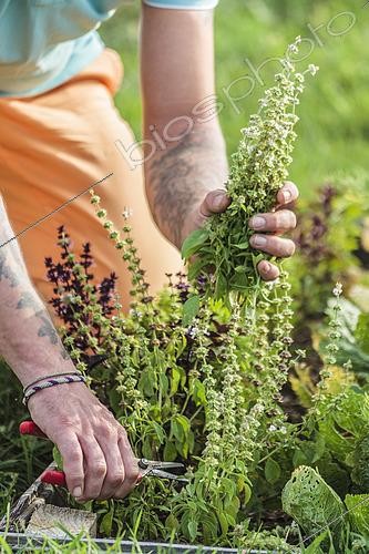 Biosphoto | 2440569 | Man severely cutting the basil to make it start again | &copy; Jean-Michel Groult / Biosphoto