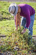 Biosphoto | 2435544 | Man snatching cherry tomatoes in autumn. | &copy; Jean-Michel Groult / Biosphoto