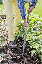 Biosphoto | 2452265 | Man stumbling over a row of potatoes in spring. | &copy; Jean-Michel Groult / Biosphoto