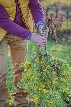 Biosphoto | 2435524 | Man tearing green tomatoes in autumn: they will mature under cover and give a late harvest, called 