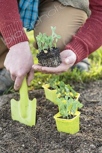 Biosphoto | 2460152 | Man transplanting hashed peas in a bucket. | &copy; Jean-Michel Groult / Biosphoto