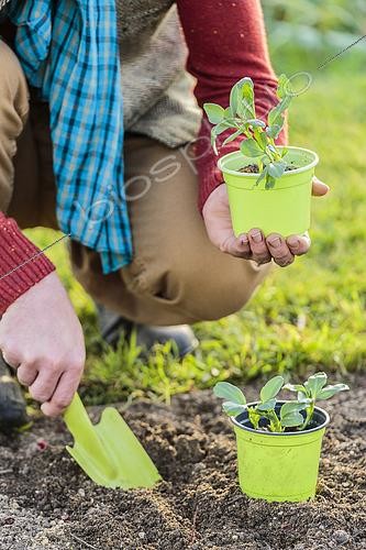 Biosphoto | 2460153 | Man transplanting hastened bean plants in a bucket. | &copy; Jean-Michel Groult / Biosphoto