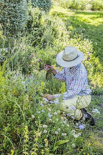 Biosphoto | 2493828 | Man weeding a bed in a garden, in spring | &copy; Jean-Michel Groult / Biosphoto