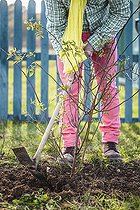 Biosphoto | 2491371 | Man weeding the base of a rose bush to keep the soil clean and make amendments. In the old-fashioned way, the cleaning of the base of the rose bushes is done in autumn-winter. | &copy; Jean-Michel Groult / Biosphoto