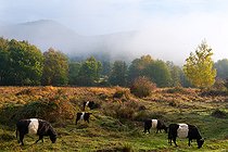 Biosphoto | 2444154 | Management of wasteland by rustic cows (Galloway breed), Vosges du Nord Regional Natural Park, France | &copy; Michel Rauch / Biosphoto