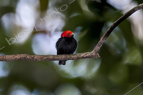 Biosphoto | 2167797 | Manakin à tête rouge (Ceratopipra rubrocapilla) sur une branche, Cariacica, Espírito Santo, Brésil | &copy; Visual and Written - Photo Collection / Biosphoto