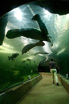 Biosphoto | 1251176 | Manatee Faunia the Theme Park of Nature in Madrid Spain | &copy; Nano Calvo / Visual and Written - Photo Collection / Biosphoto