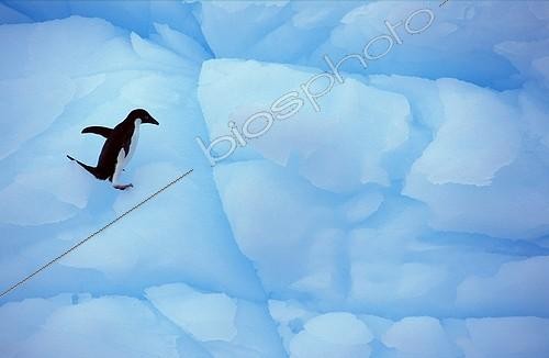 Biosphoto | 7303 | Manchot d'Adélie sur un iceberg, Ile Paulet, Antarctique | &copy; Theo Allofs / Biosphoto