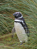 Biosphoto | 2621564 | Manchot de Magellan (Spheniscus magellanicus) dans des herbes tussock typiques sur l'île des lions de mer pendant l'été. Amérique du Sud, Subantarctique, Îles Falkland. | &copy; Martin Zwick / Biosphoto