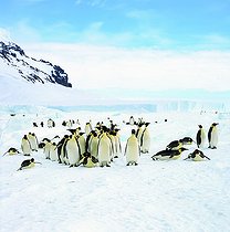 Biosphoto | 2546862 | Manchot empereur (Aptenodytes forsteri), glace neige froid Colonie de l'île Coulman. Mer de Ross, Antarctique. | &copy; Gerald Cubitt / Biosphoto